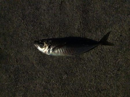 アジ釣り