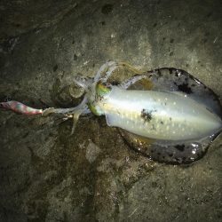 潮は悪いけど・・・