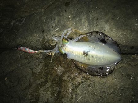 潮は悪いけど・・・