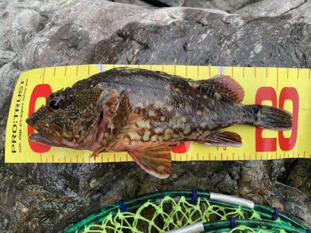 地磯でアコウ狙うもガシラのみ