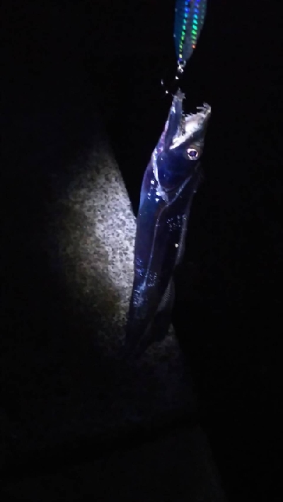 太刀魚は居てます