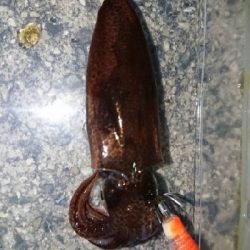 ライトエギング