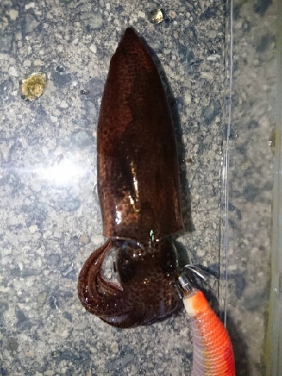 ライトエギング