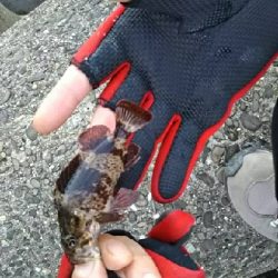 根魚を狙ったのに‥