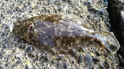 手のひらサイズのソゲ