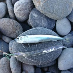 サーフでエビング‼️