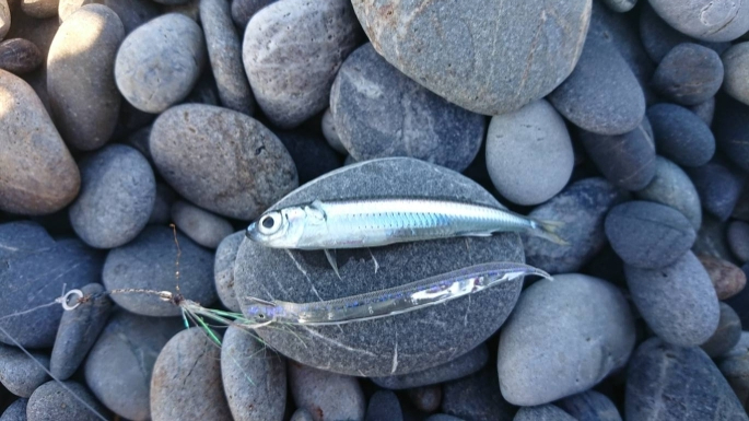 サーフでエビング‼️