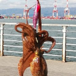 まだまだタコ釣り。