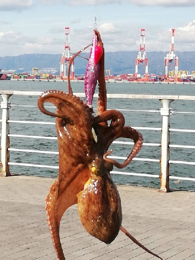 まだまだタコ釣り。