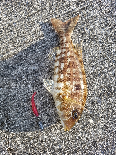 エバ、メッキ、チヌなど