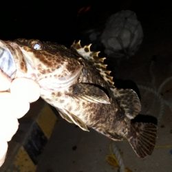 タケノコとれた