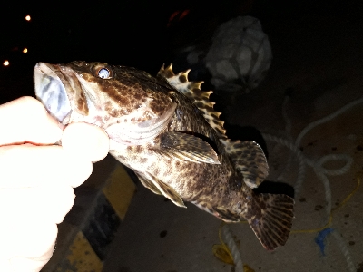 タケノコとれた