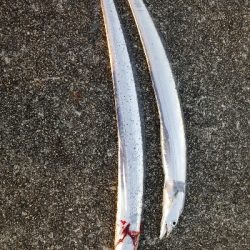 やっとタチウオ釣れた