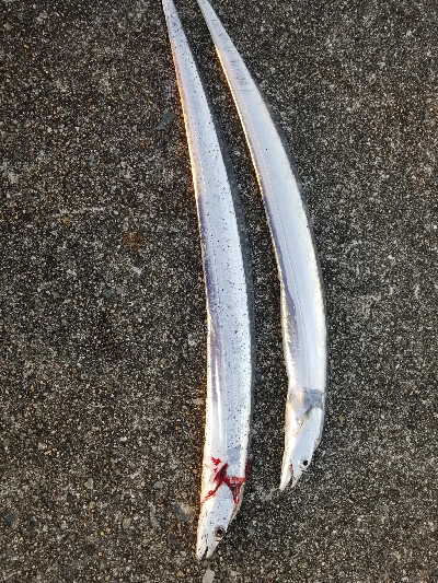 やっとタチウオ釣れた