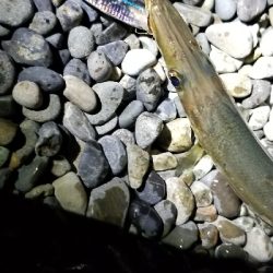 太刀魚狙いでカマス