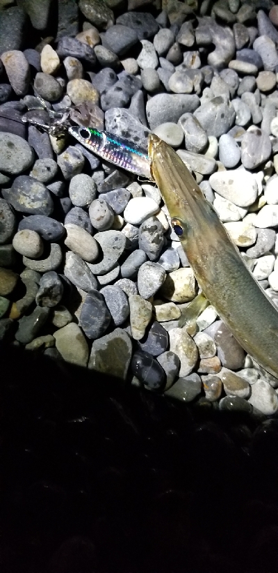 太刀魚狙いでカマス