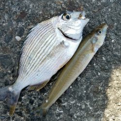 キス釣り　～二時間勝負！～