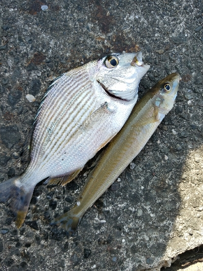 キス釣り　～二時間勝負！～
