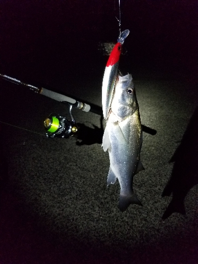 ☆久々の釣果☆