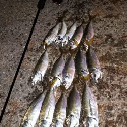 今夜もアジ調査