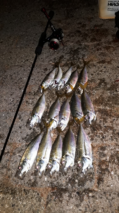 今夜もアジ調査