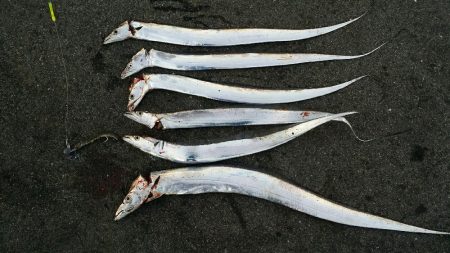 ドジョウで太刀魚