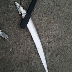 やっぱり渋い･･･