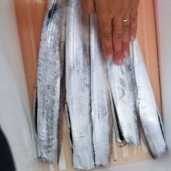 太刀魚集中1時間勝負!