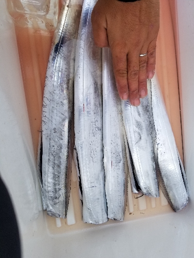 太刀魚集中1時間勝負!