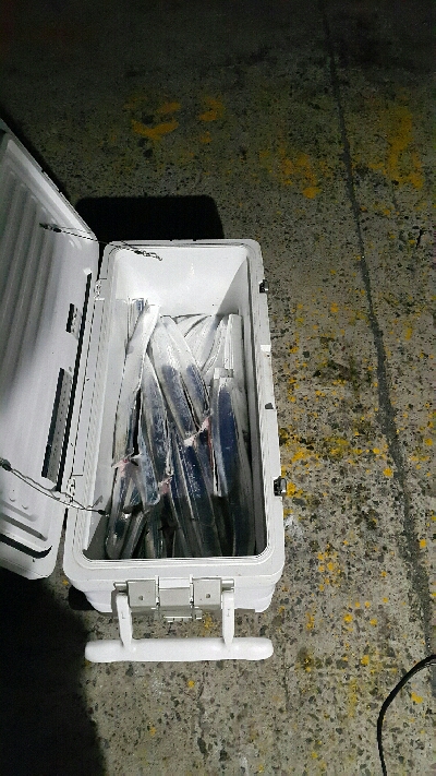 シーズン最終か？