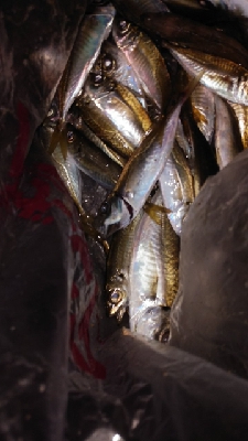 サビキと呑ませ