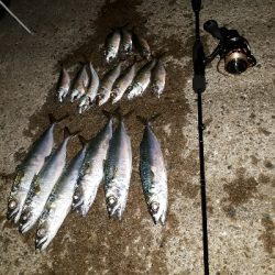 サザエさんタイムにアジング~