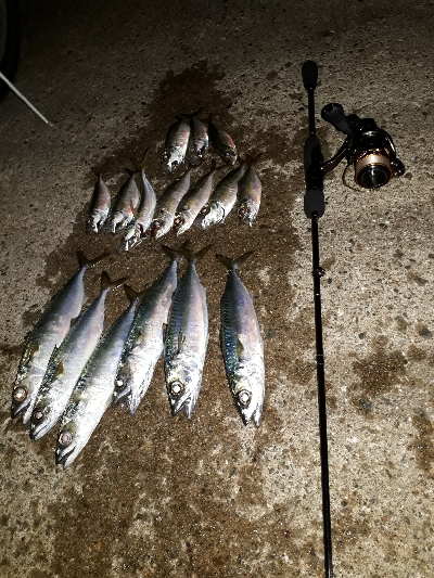 サザエさんタイムにアジング~