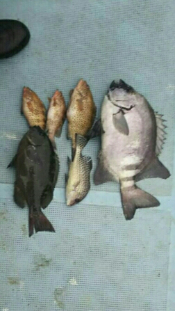 初めてのカセ釣りで石鯛！