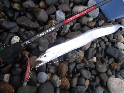 七里御浜サーフのショアジギ