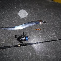 神戸湾奥水路にもタチウオ入ってる