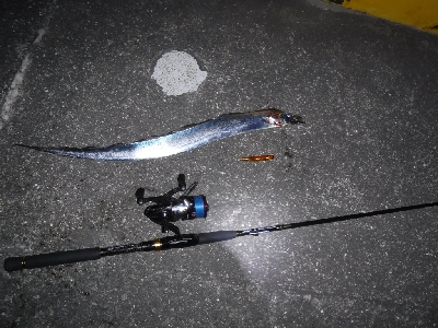 神戸湾奥水路にもタチウオ入ってる