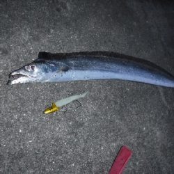 タチウオ渋かったがなんとか1本