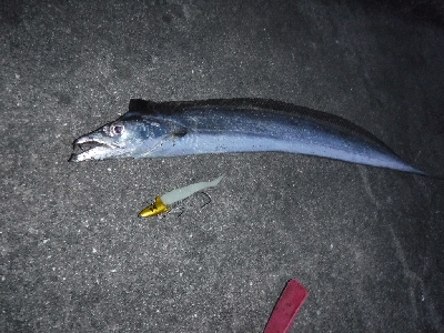 タチウオ渋かったがなんとか1本