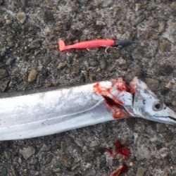 タチウオ終盤　時合短し