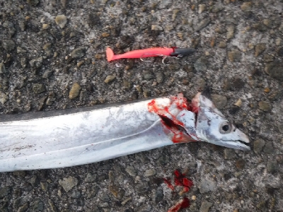 タチウオ終盤　時合短し