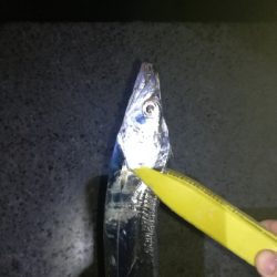 タチウオサイズアップ