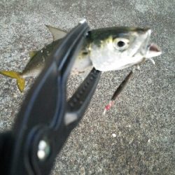 鯖祭で太刀魚8匹