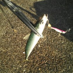 短い時合いで5匹