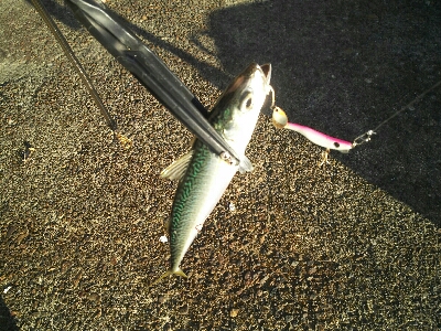 短い時合いで5匹