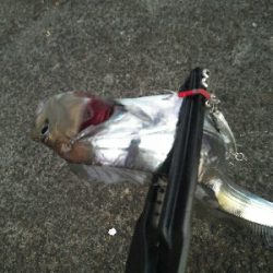 太刀魚は短期勝負