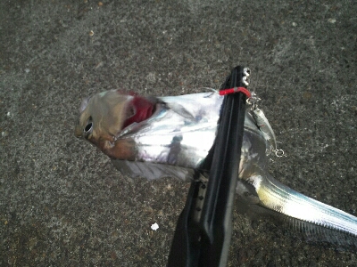 太刀魚は短期勝負