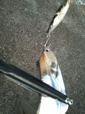 ミーノーでサゴシ