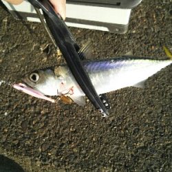 太刀魚に時合いなし