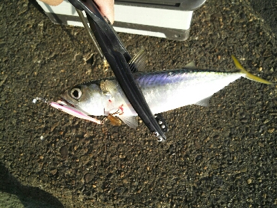 太刀魚に時合いなし